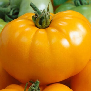 Pode incluir: Um close-up de um tomate grande e laranja brilhante. O tomate tem uma pele lisa e brilhante e é ligeiramente achatado. O tomate é rodeado por outros tomates, alguns dos quais são verdes.