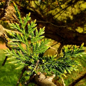 Eastern Red Cedar Juniperus virginiana, Aromatic Cedar Tree Seeds 100 Seeds image 8