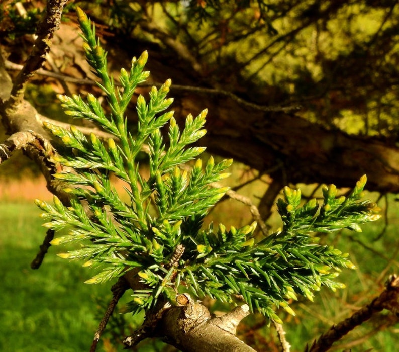 Eastern Red Cedar Juniperus virginiana, Aromatic Cedar Tree Seeds 100 Seeds image 8