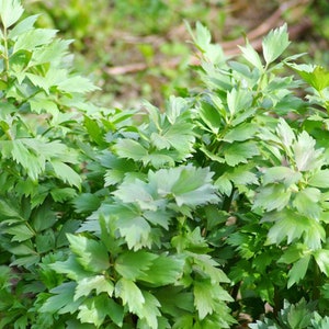 Lovage Seeds (Levisticum officinale) - Perennial Herb - Zone 3 - 100+ Seeds
