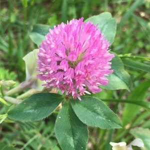 Red Clover (Trifolium pratense) - Perennial Ground Cover - 1000+ Seeds