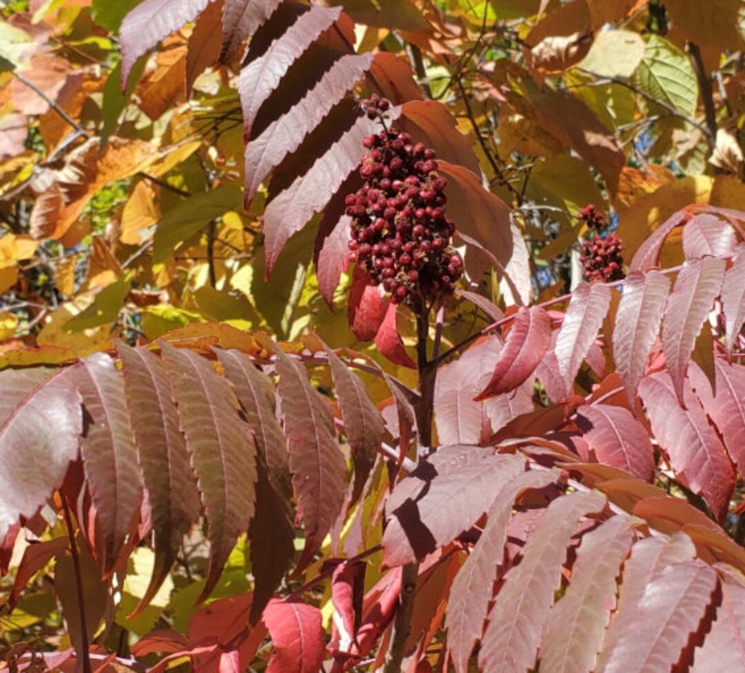 Smooth Sumac Seeds rhus Glabra Flowering Tree Ornamental Etsy