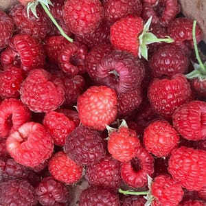 Boynehallon (Rubus idaeus ‘Boyne’) – 50+ frön