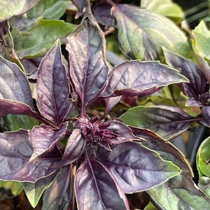 Red Rubin Basil Seeds (Ocimum basilicum 'Purpurascens') - 100+ Seeds