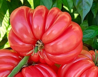 Pink Accordion Tomato Seeds - Heirloom Tomato - Indeterminate - 25+ Seeds