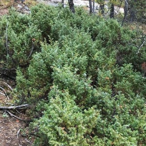 Può includere: Un fitto gruppo di cespugli di ginepro verde con fogliame aghiforme. I cespugli si trovano in un ambiente naturale all'aperto, con tronchi d'albero e rami visibili sullo sfondo. L'immagine è stata scattata alla luce del giorno.