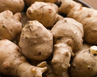 Jerusalem Artichoke Seeds (Helianthus tuberosus, Sunchoke) - Edible Roots - Perennial - Zone 3/4 - 15+ Seeds