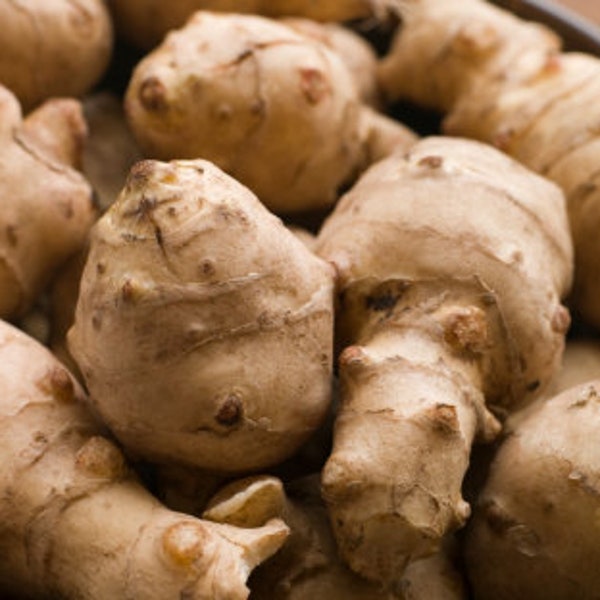 Jerusalem Artichoke Seeds (Helianthus tuberosus, Sunchoke) - Edible Roots - Perennial - Zone 3/4 - 15+ Seeds