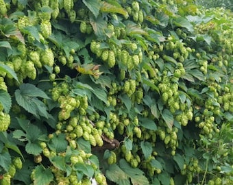 Hops Seeds  - Zone 3 - (Humulus lupulus) - Perennial - 50+ Seeds