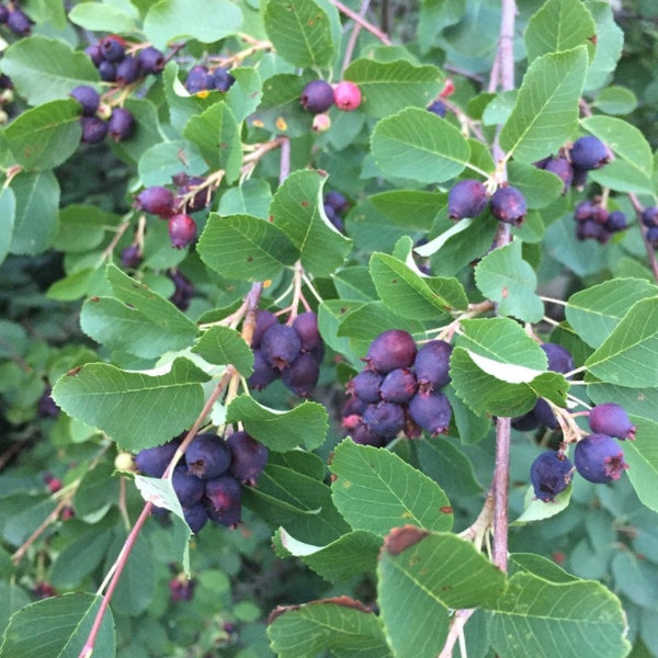 Serviceberry - Etsy