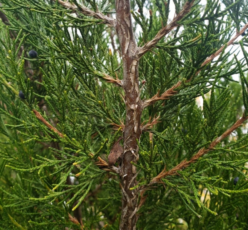 Eastern Red Cedar Juniperus virginiana, Aromatic Cedar Tree Seeds 100 Seeds image 2