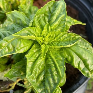 Toscano Basil Seeds (Ocimum basilicum 'Toscano') - 100+ Seeds