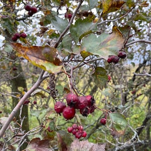 Puede incluir: Primer plano de una rama de árbol con bayas rojas y hojas verdes y marrones. Las bayas están agrupadas y las hojas tienen un aspecto ligeramente desgastado. El fondo está borroso, lo que sugiere un entorno natural al aire libre.