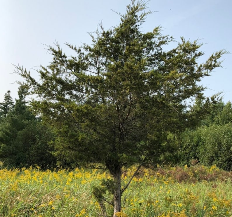 Eastern Red Cedar Juniperus virginiana, Aromatic Cedar Tree Seeds 100 Seeds image 3