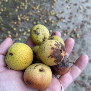 Ussurian Pear Seeds (Pyrus ussuriensis) - Zone 3 - 40+ Seeds