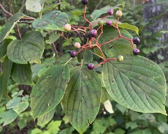 Pagoden-Hartriegel (Cornus alternifolia) - Zone 3 - 20+ Samen