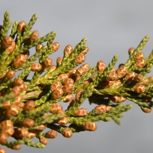 Eastern Red Cedar Juniperus virginiana, Aromatic Cedar Tree Seeds 100 Seeds image 5