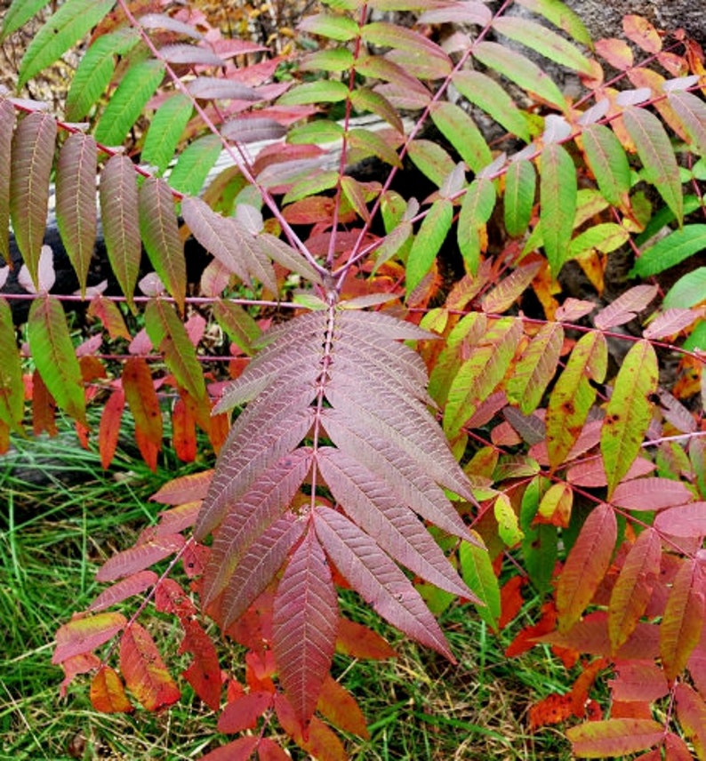 Smooth Sumac Seeds rhus Glabra Flowering Tree Ornamental Etsy