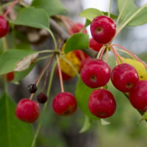 Sementes de maçã siberiana (Malus baccata) - Zona de robustez 3 - mais de 75 sementes - envio por carta