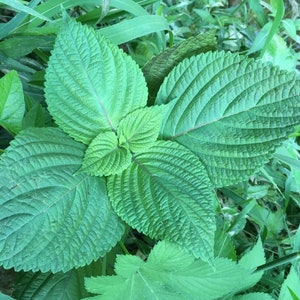 koreanische Perilla, Beefsteak Pflanze (Perilla frutescens) - Einjähriges Kraut - 50+ Samen