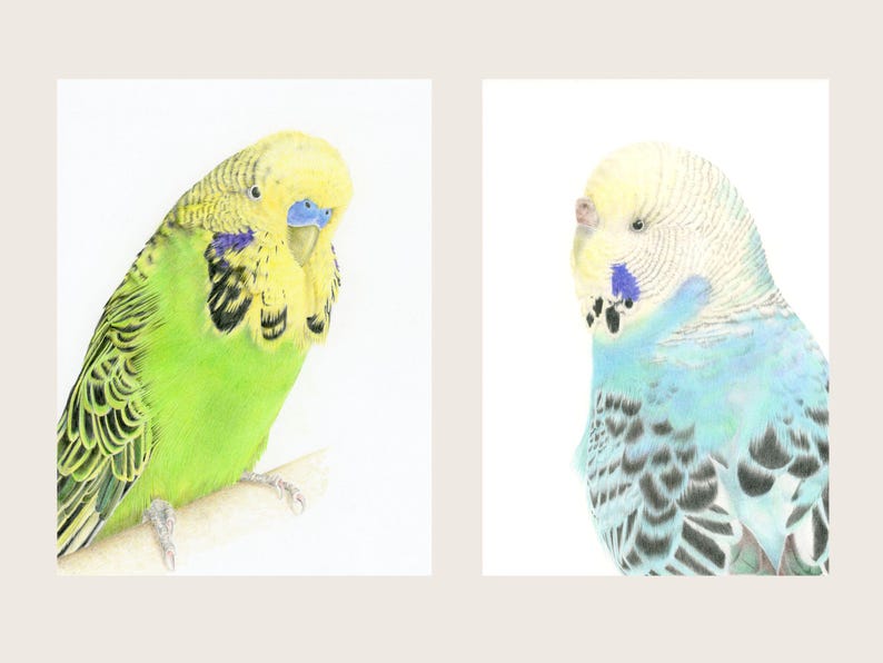 Hand drawn portrait of your pet bird (s) in coloured pencil based on your photograph (s) image 7
