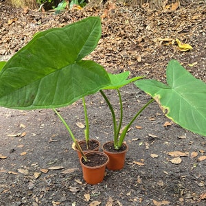 Elephant ear starter plants QTY 3 per order