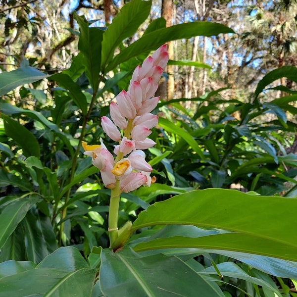 10 bulk shell ginger live plant stalks with rhizomes alpinia zerumbet porcelain lily exotic flower japanese getto leaf mochi wrap japan.