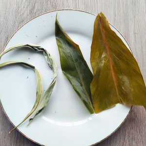 Shell ginger whole leaves dehydrated for japanese mochi wrapping alpinia zerumbet herbal tea medicine okinawan diet