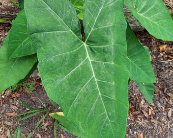 5 PLANTS!!! live Elephant ear tropical blue taro green perennial tropical huge large leaves large size.