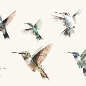 May include: Five watercolor illustrations of hummingbirds in various poses. The hummingbirds are painted in shades of blue, green, and brown. The background is a light beige.