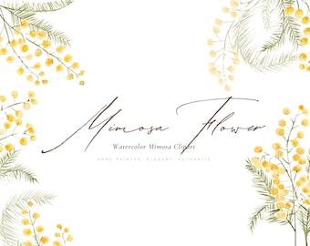 Watercolor Mimosa Flower Clipart: Yellow Spring Floral (PNG Digital Download)