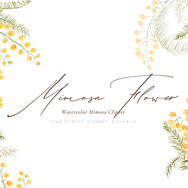 Mimosa aquarelle, Mimosa jaune fleurs Clipart, Clipart Mimosa aquarelle, printemps Clipart, Clipart mariage, aquarelle Png Clipart