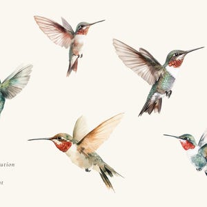 May include: Five watercolor illustrations of hummingbirds in flight. The hummingbirds are depicted in various poses with their wings spread and their beaks pointed forward. The illustrations are done in shades of green, brown, and red.