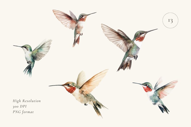 May include: Five watercolor illustrations of hummingbirds in flight. The hummingbirds are depicted in various poses with their wings spread and their beaks pointed forward. The illustrations are done in shades of green, brown, and red.