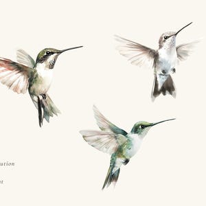 May include: Three watercolor illustrations of hummingbirds in flight. The hummingbirds are painted in shades of green, brown, and white. The background is a light beige.