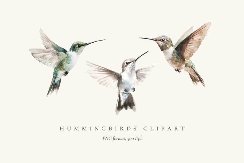 May include: Three watercolor illustrations of hummingbirds in flight. The hummingbirds are depicted in shades of green, brown, and white.