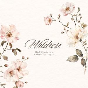 Aquarell Rose Clipart - Aquarell Blumen Clipart - Weiche Aquarell Wildrose - Digital Download - Zarte Blumen