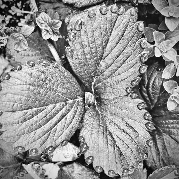 Dew Drops on Strawberry Leaves Printable PDF, Floral Decor Wall Art, Digital Downloads Stock Photography