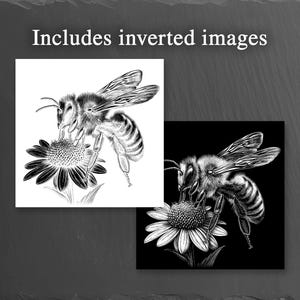 May include: Two detailed illustrations of a bee on a flower. One is a black and white drawing, and the other is an inverted image with a white bee on a black background. The text "Includes inverted images" is at the top.