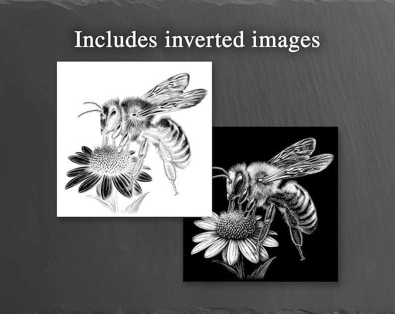 May include: Two detailed illustrations of a bee on a flower. One is a black and white drawing, and the other is an inverted image with a white bee on a black background. The text "Includes inverted images" is at the top.