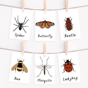 Homeschool Printables | homeschool curriculum | preschool worksheets |insect flash cards