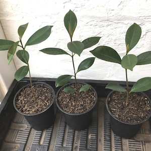 May include: Three small potted plants with dark green leaves and slender stems. The plants are in black plastic pots, set in a black tray. The background is a white brick wall and a window frame.