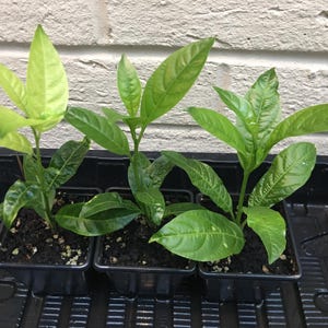 Cestrum Nocturnum Plant - Raat Ki Rani - Night Scented Jasmine - 1 plant in 7cm pot  20cm (H)