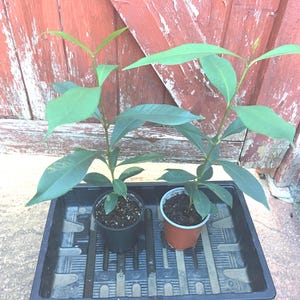 Jamun Plant - Kalo Jam - Black Java Plum - Syzygium Cumini - 1 plant in 9cm pot height 40cm