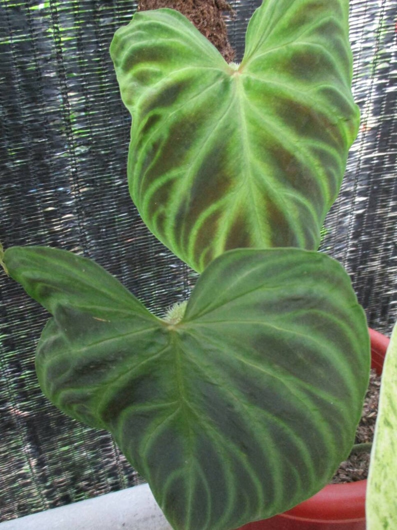 Philodendron Verucosum