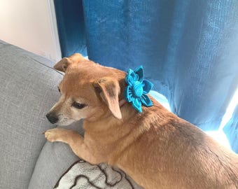 Fabric Flower for Dog Collar - For a dog who is all about his best!