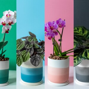 May include: Four different houseplants in white ceramic pots with a gradient of color. The plants are a white orchid, a pink orchid, a green leafy plant, and a green and white variegated plant.