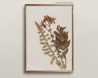 Vintage Herbarium Print - Antique Botanical Study - Dried Flowers Wall Art - Victorian Decor - Moody & Light Academia - bonafidesa