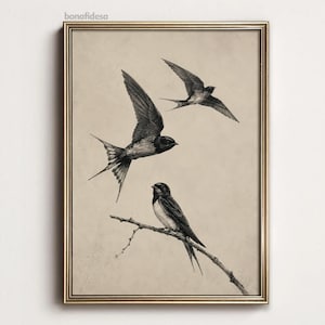 Vintage fågeltryck: Illustration av tre svalor (digital nedladdning)