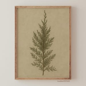 Puede incluir: Una ilustración botánica vintage de una rama de cedro verde sobre un fondo beige. La rama está detallada con agujas delicadas y está enmarcada en un marco de madera claro.